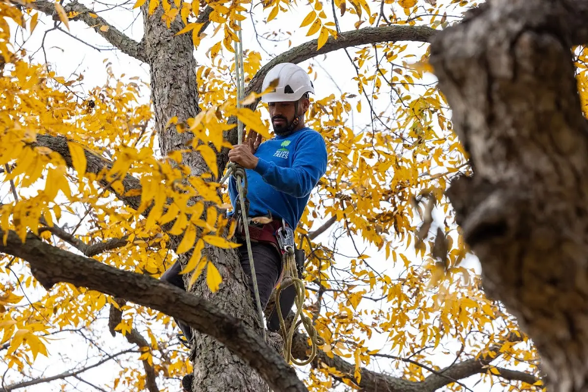 Skilled Tree Trimming crew working in Bremen